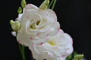 İnanılmaz Eustoma çiçeklerini kapatın.