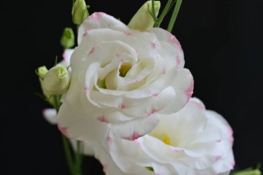 İnanılmaz Eustoma çiçeklerini kapatın.