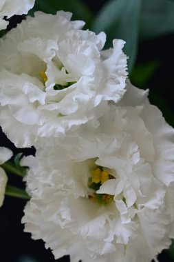 İnanılmaz Eustoma çiçeklerini kapatın.