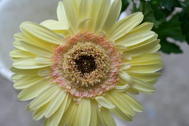 Güzel Gerbera çiçeği, yakın görüş. 