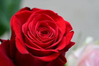 Güzel, parlak kırmızı gül. Yaklaş..