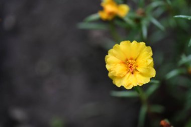 Güzel sarı çiçek bahçesinde yakın çekim