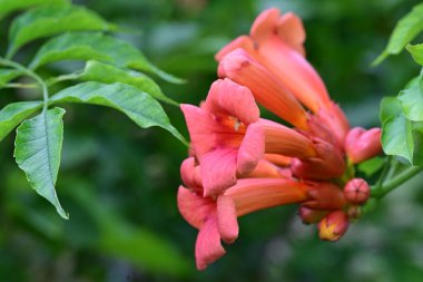 Bahçede yetişen pembe çiçeklere yakın.
