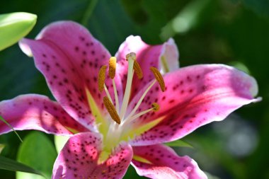 Yaz günü bahçede yetişen güzel zambak çiçeği.