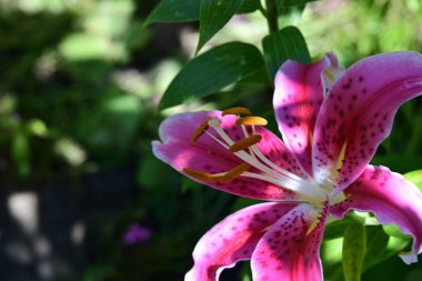 Yaz günü bahçede yetişen güzel zambak çiçeği.