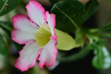 Bahçede yetişen pembe çiçeklere yakın.