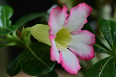 Bahçede yetişen pembe çiçeklere yakın.