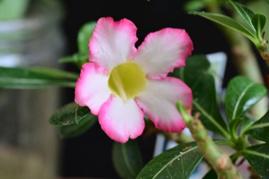 Bahçede yetişen pembe çiçeklere yakın.