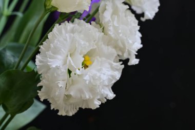 Bir buket güzel Eustoma çiçeği. 