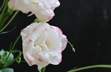 Bir buket güzel Eustoma çiçeği. 