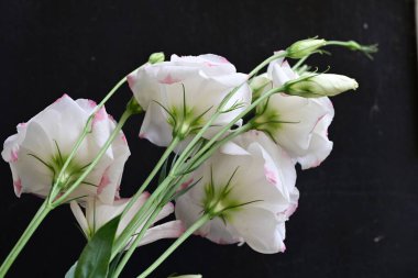 Bir buket güzel Eustoma çiçeği. 