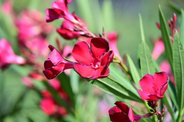 Bahçede yetişen pembe çiçeklere yakın.