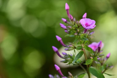 Bahçede yetişen pembe çiçeklere yakın.
