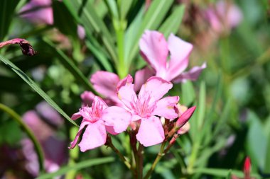 Bahçede yetişen pembe çiçeklere yakın.