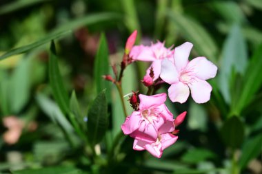 Bahçede yetişen pembe çiçeklere yakın.