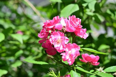 Bahçede yetişen pembe çiçeklere yakın.