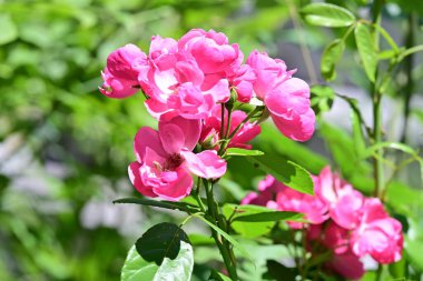 Bahçede yetişen pembe çiçeklere yakın.