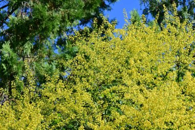 Ağaçlardaki yeşil yapraklar yaz çayırlarında dallar, gündüz manzarası 