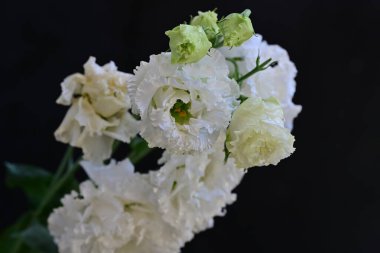 Bahçede beyaz Eustoma çiçekleri