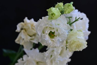 Bahçede beyaz Eustoma çiçekleri