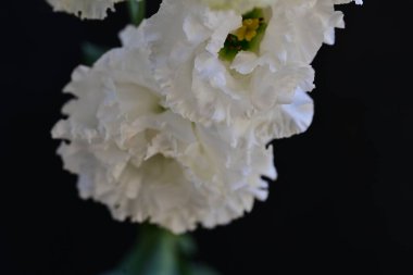 Bahçede beyaz Eustoma çiçekleri