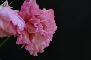 Koyu arkaplanda izole edilmiş güzel çiçek