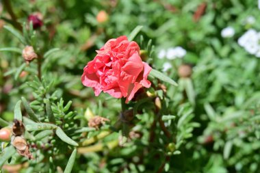 Bahçede yetişen pembe çiçeklere yakın.