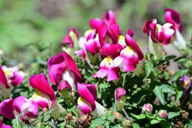 Bahçede yetişen pembe çiçeklere yakın.