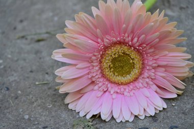 Bahçedeki pembe papatya çiçeği