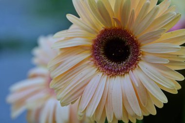 Bahçede büyüyen güzel çiçekler.