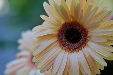 Bahçede büyüyen güzel çiçekler.