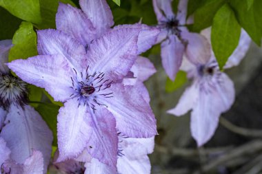 Bahçedeki güzel mor çiçekler
