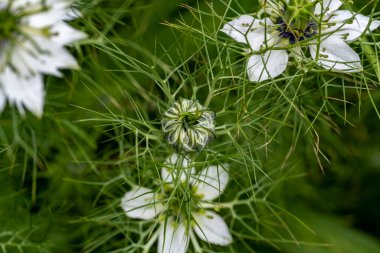 Bahçede büyüyen güzel çiçekler.
