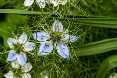 Bahçede büyüyen güzel çiçekler.