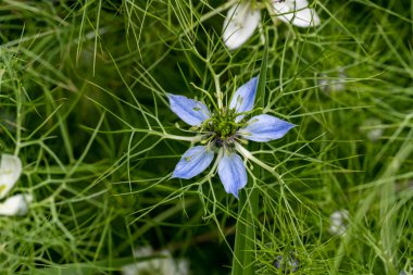 Bahçede büyüyen güzel çiçekler.