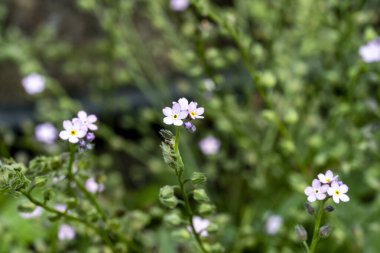 Bahçede büyüyen güzel çiçekler.