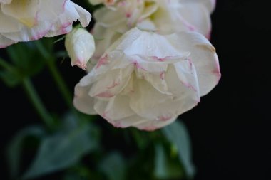 Koyu arkaplanda izole edilmiş güzel çiçek