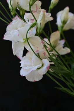 Siyah arka planda güzel beyaz çiçekler