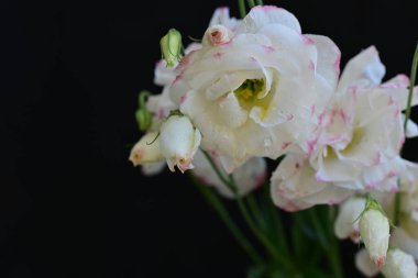 Güzel bir buket taze Eustoma çiçeği.