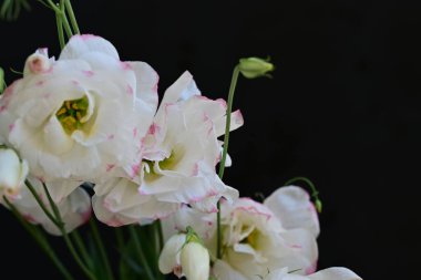 Güzel bir buket taze Eustoma çiçeği.