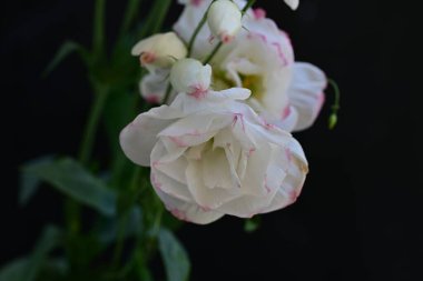 Güzel bir buket taze Eustoma çiçeği.