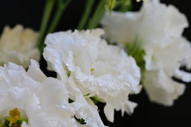 Güzel bir buket taze Eustoma çiçeği.