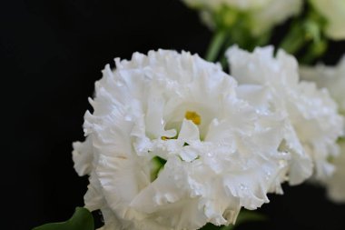 Güzel bir buket taze Eustoma çiçeği.