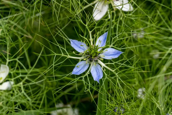Bahçede büyüyen güzel çiçekler.