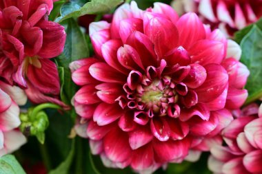 Güzel pembe yıldız çiçeği