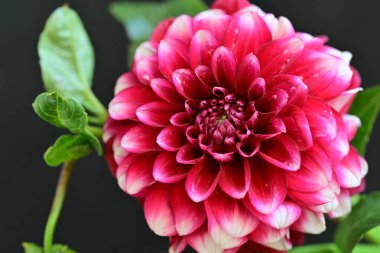 Güzel pembe yıldız çiçeği