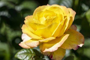 Bahçede açan güzel gül çiçeklerinin yakın plan görüntüsü                      