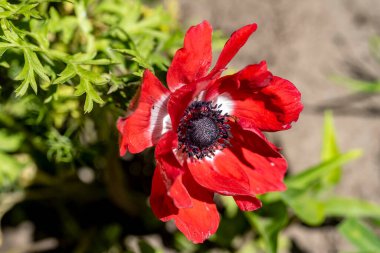 Bahçede büyüyen güzel çiçekler.