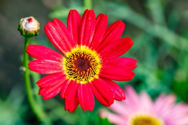 Bahçede büyüyen güzel çiçekler.