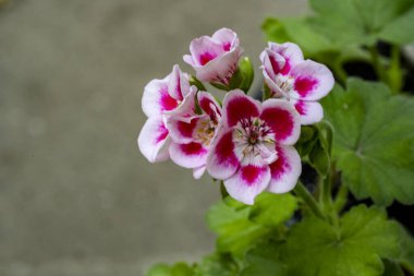 Bahçede yetişen pembe çiçeklere yakın.